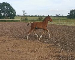 horse Aston (Dänisches Warmblut, 2021, from Hengst von Ampere)