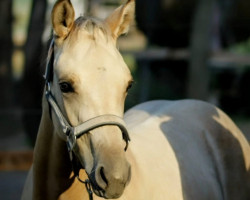 dressage horse Ponymims Drei-Zwei-Eins (Westphalian, 2022, from Double Cream)