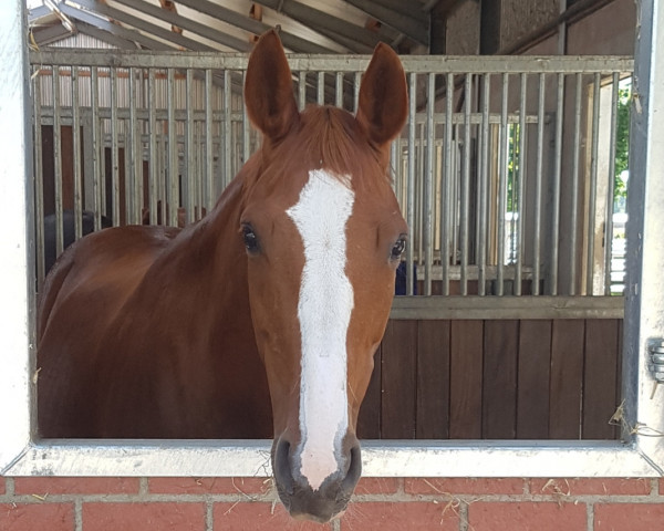 broodmare Sacré Fleur (Westphalian, 2007, from Samba Hit III)