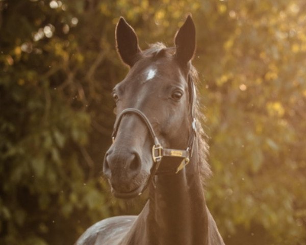 broodmare Wincenta (Hanoverian, 2003, from Weltruhm)