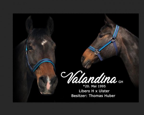 Springpferd Valandina GH. (Koninklijk Warmbloed Paardenstamboek Nederland (KWPN), 2002, von Nijinski)