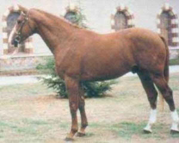 stallion Val de Saone II (Selle Français, 1987, from Origant)