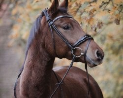 dressage horse Robin Hood 291 (German Riding Pony, 2017, from Ronaldo Vom Schwarzbach)