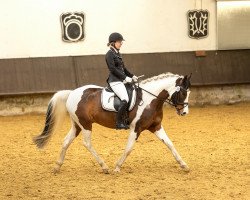 dressage horse Kingston Amarok (Paint Horse, 2014)