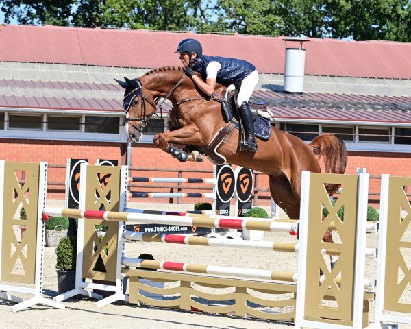 jumper Chacentula PS (Oldenburg show jumper, 2016, from Exelero 2)