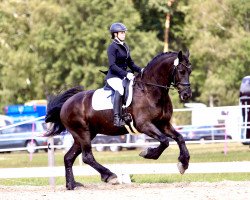 dressage horse Paus Boszorg (Friese, 2013, from Stendert 447)