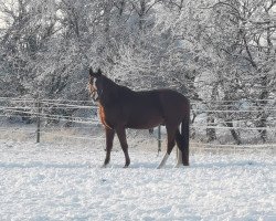 Pferd Wonder von Damero (Dänisches Warmblut, 2005, von Hengst von Donnerhall)