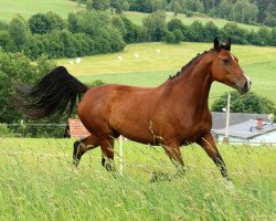 Springpferd Caleffi (Deutsches Reitpferd, 2013, von Casdorff)