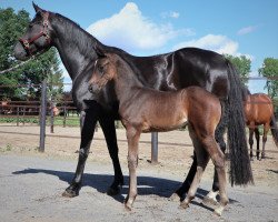 broodmare Wait and See (Oldenburg, 2015, from Fürst Romancier)