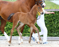 jumper Casper v.d. Kaiserkrone (German Warmblood, 2022, from Cristallino)