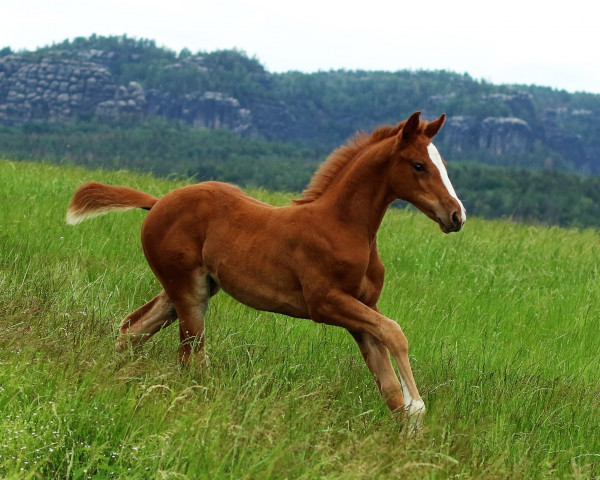 jumper Luna v.d Kaiserkrone (German Warmblood, 2020, from Casdorff)