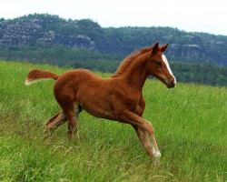 Springpferd Luna v.d Kaiserkrone (Deutsches Reitpferd, 2020, von Casdorff)