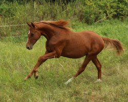 jumper Otto v.d. Kaiserkrone (German Warmblood, 2021, from Oskari)