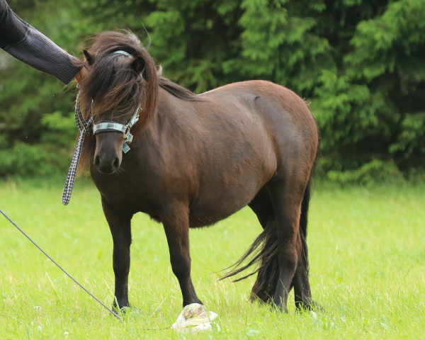 broodmare Gioya (Shetland Pony, 2018, from Fetlar)