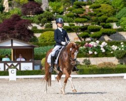 dressage horse Popcorn B (German Riding Pony, 2012, from Pythagoras B)