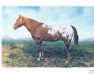 stallion Whistle Britches (Appaloosa, 1949, from Double Six Domino)