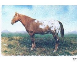 Deckhengst Whistle Britches (Appaloosa, 1949, von Double Six Domino)