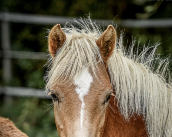 Pferd Alvaro (Aveligneser / Italienischer Haflinger, 2022, von Artista-R)