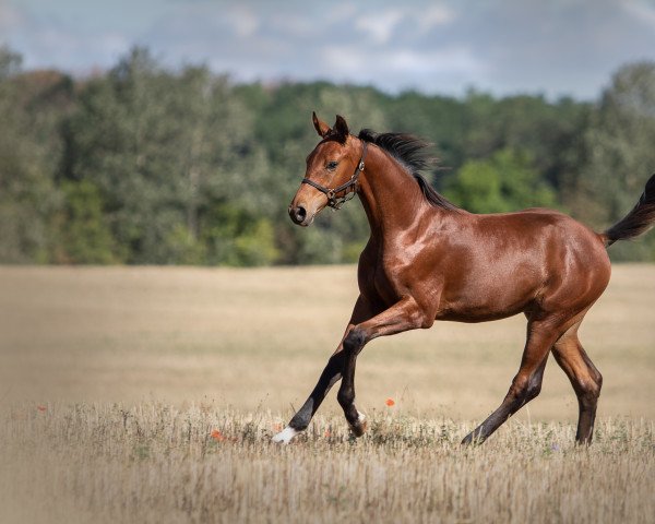 Springpferd Highlander P (Oldenburger Springpferd, 2022, von Herakles)