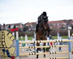 jumper Malvasia (German Sport Horse, 2017, from Mont Blanc 34)