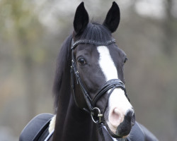 dressage horse Iris Vb's (KWPN (Royal Dutch Sporthorse), 2013, from Desperado)