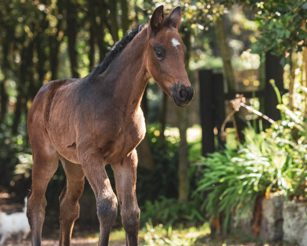 dressage horse DIVA SOUL (Hanoverian, 2022, from Dostojewski)