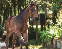 dressage horse Diva Soul (Hanoverian, 2022, from Dostojewski)