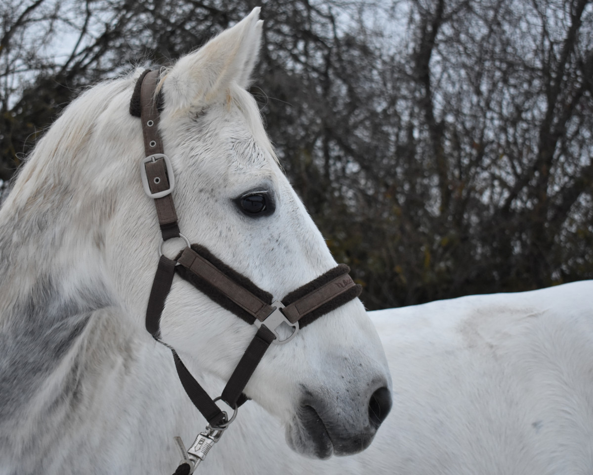 jumper Watch Me Hennessy (Irish Sport Horse, 2012, from Womanizer)