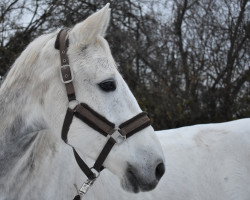 Springpferd Watch Me Hennessy (Irish Sport Horse, 2012, von Womanizer)