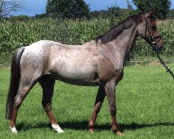 dressage horse Stukhuster Vitalis (Welsh, 2003, from Oosteind’s Rocco)