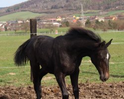 jumper Chelsea Sun DK (German Sport Horse, 2022, from Chubakko)