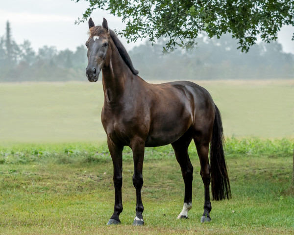 Dressurpferd Hero D. (Koninklijk Warmbloed Paardenstamboek Nederland (KWPN), 2012, von Voice)
