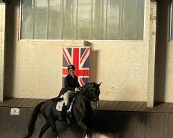 dressage horse Flying Diamant (Hanoverian, 2009, from Fürst Nymphenburg)