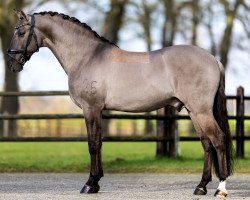 stallion I-Don Malagueno (Lusitano, 2013, from Vinhacas)