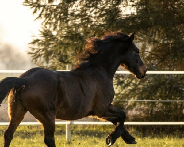 horse Scarlett (German Warmblood, 2007)