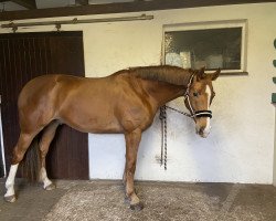 dressage horse Fiete D (Westphalian, 2018, from Flavis)