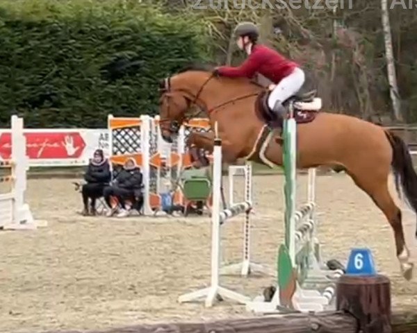 jumper Dobby 39 (German Sport Horse, 2018, from Dinken)