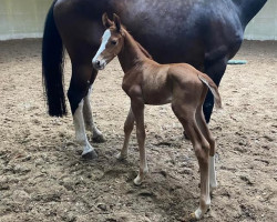 Springpferd Tabasco FR (KWPN (Niederländisches Warmblut), 2023, von Camargo 2)