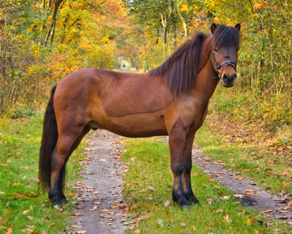 horse Bruni fra Hestagard Hekla (Iceland Horse,  , from Frosti fra Heidi)