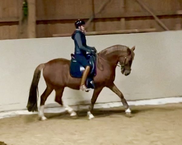 dressage horse FSD Baileys (German Riding Pony, 2006, from FS Don't Worry)