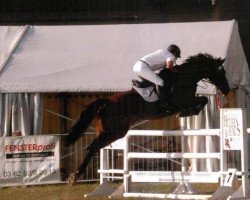 Springpferd Lionstar (Thüringer, 2002, von Lionheart)