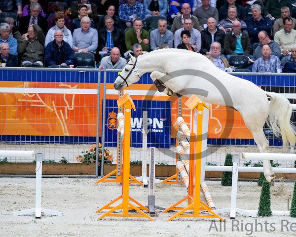 Deckhengst Ice Cream HDH (KWPN (Niederländisches Warmblut), 2013, von Cream On Top)