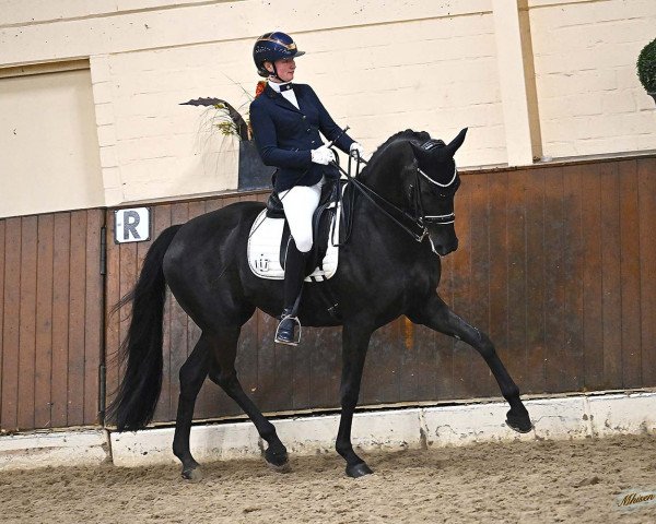 dressage horse Feingold 67 (Westphalian, 2016, from Future Dream)