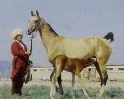 broodmare Pendjegul (Akhal-Teke, 1984, from Dornazarbek)