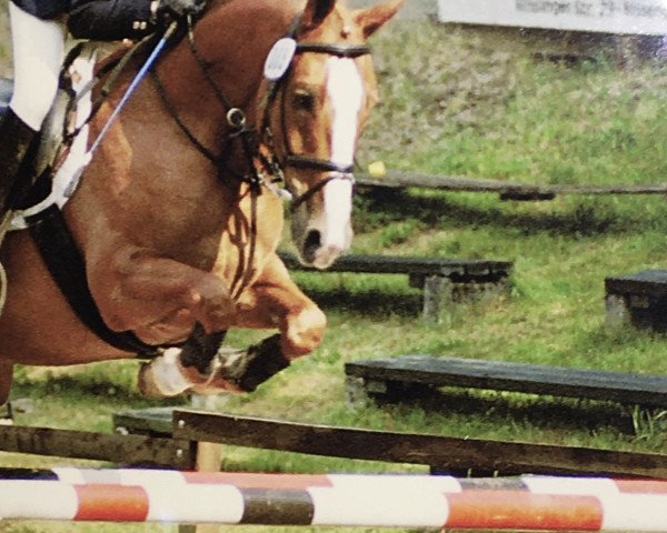 horse Aska 10 (Hanoverian, 1987, from Airport)