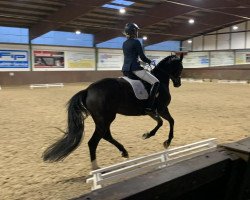 dressage horse Samu 17 (Oldenburg, 2018, from Secret)