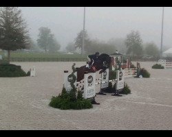 dressage horse Rocky S (Westphalian, 2013, from Rock Forever NRW)