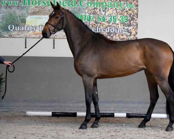 Springpferd Jezzie du Tyl (Selle Français, 2019, von Carinjo)