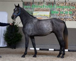 Springpferd Joby d'Estourmel (Selle Français, 2019, von Canturo)