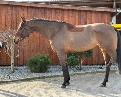 broodmare Lillit S (Hanoverian, 2017, from Light my Fire)